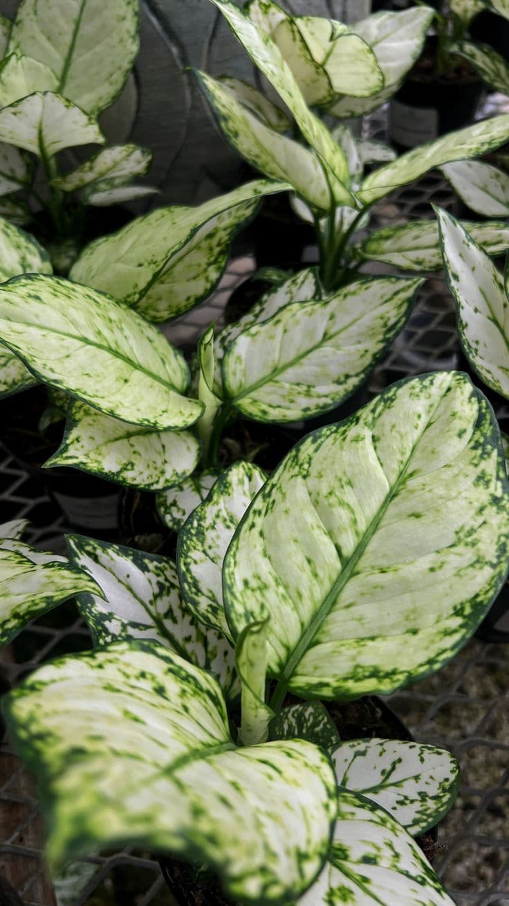 Aglaonema (Snow White)