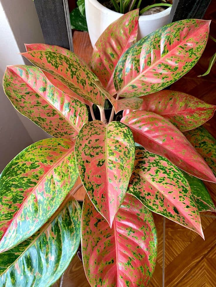 Aglaonema