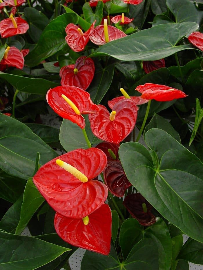 Anthurium