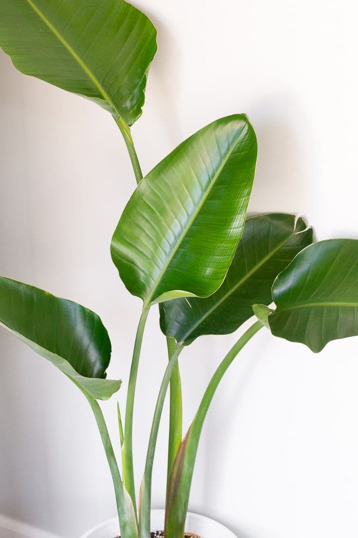 Bird of Paradise