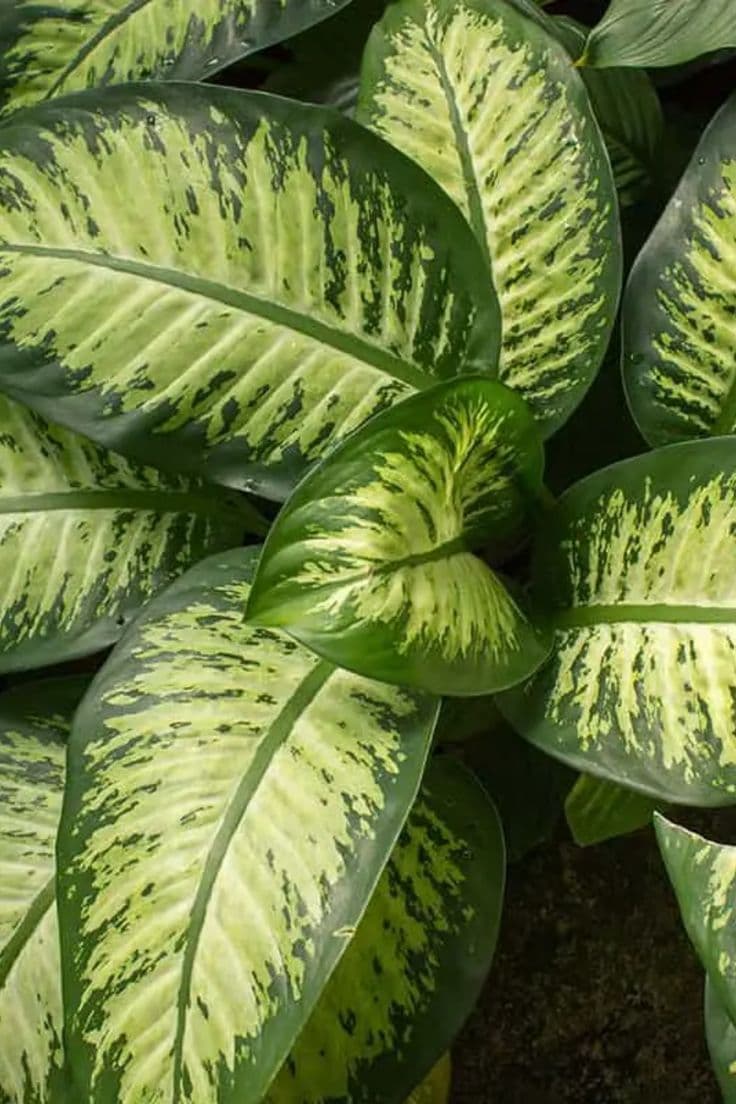 Dieffenbachia