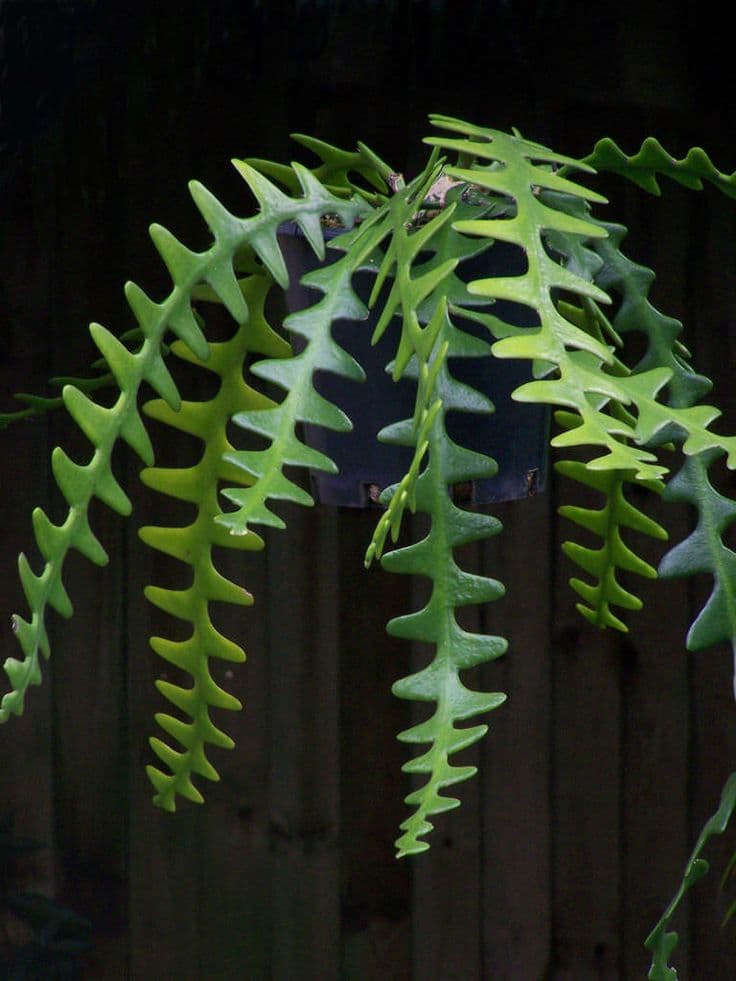 Fish bone (Fishbone cactus)
