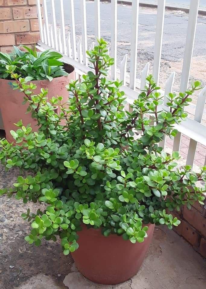Jade