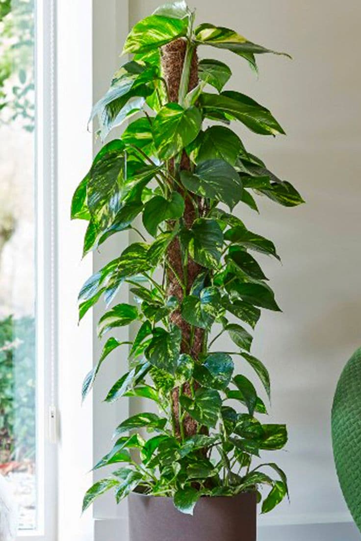 Money plant with Stick