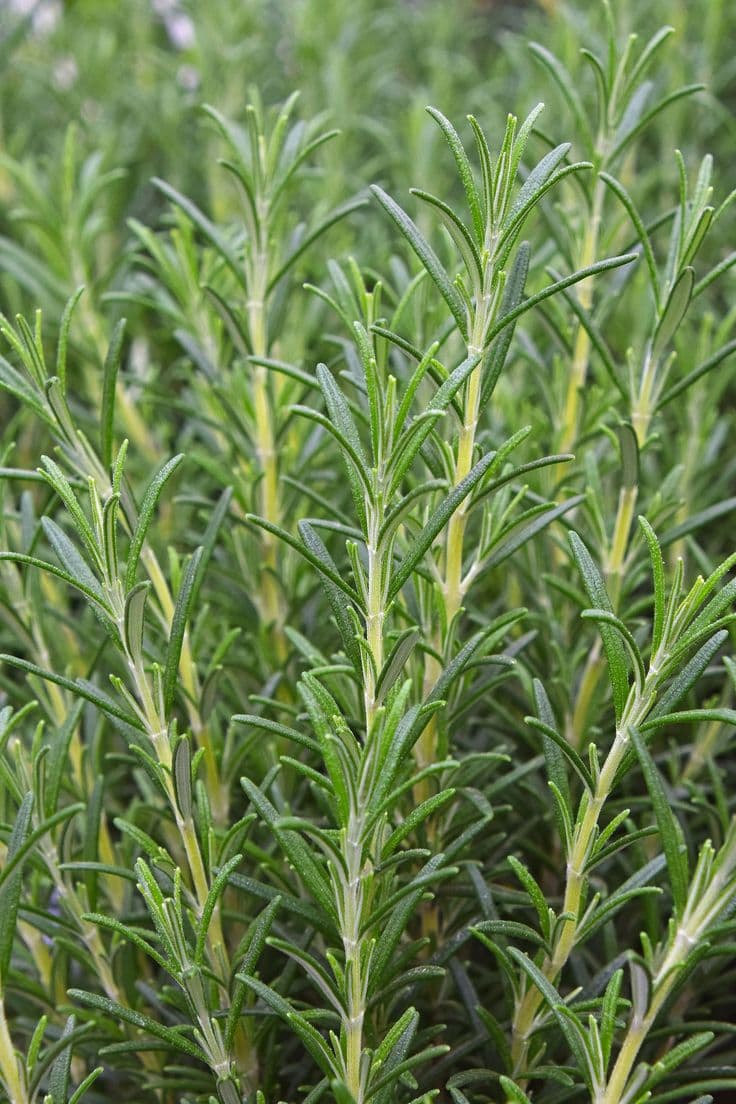 Rosemary