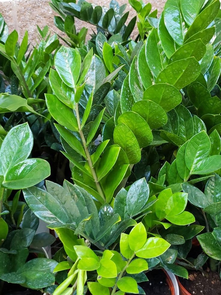 ZZ plant (Zanzibar Gem)