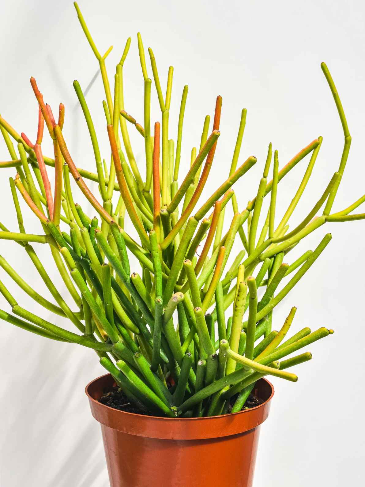 Stick plant