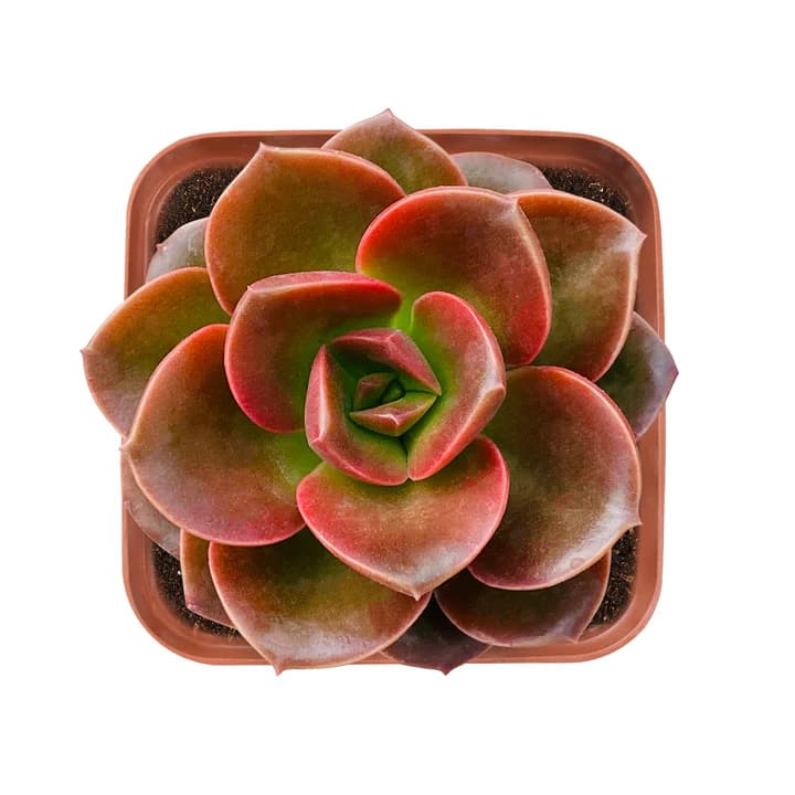 Echeveria Mclaco