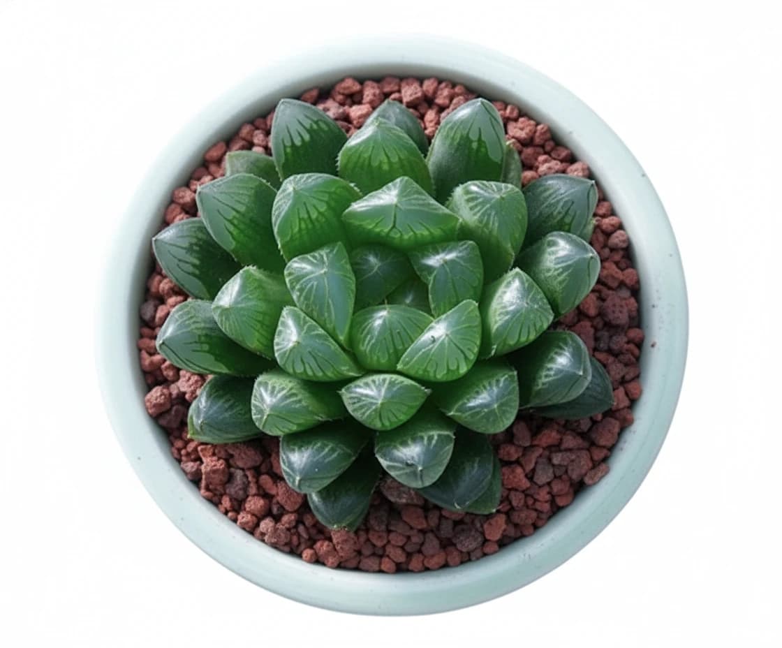 Haworthia Cooperi