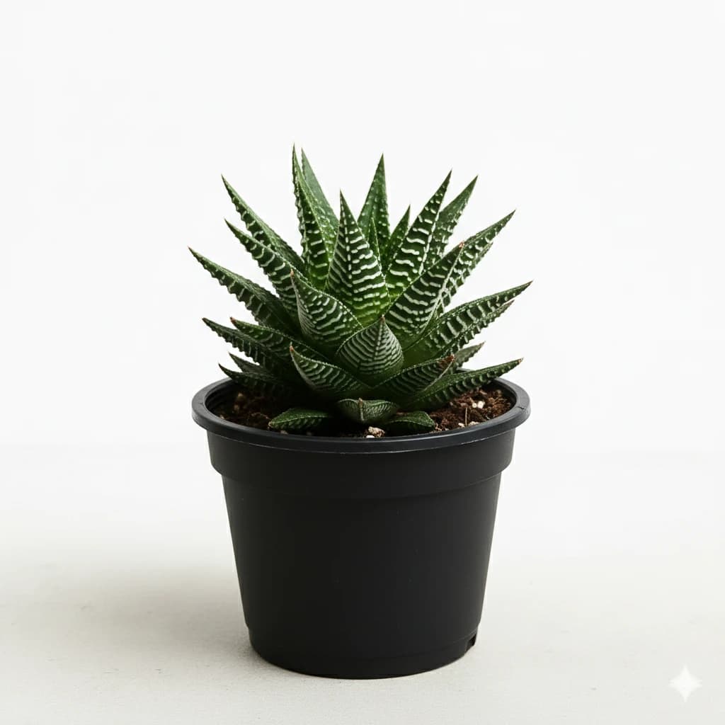 Haworthia Limifolia