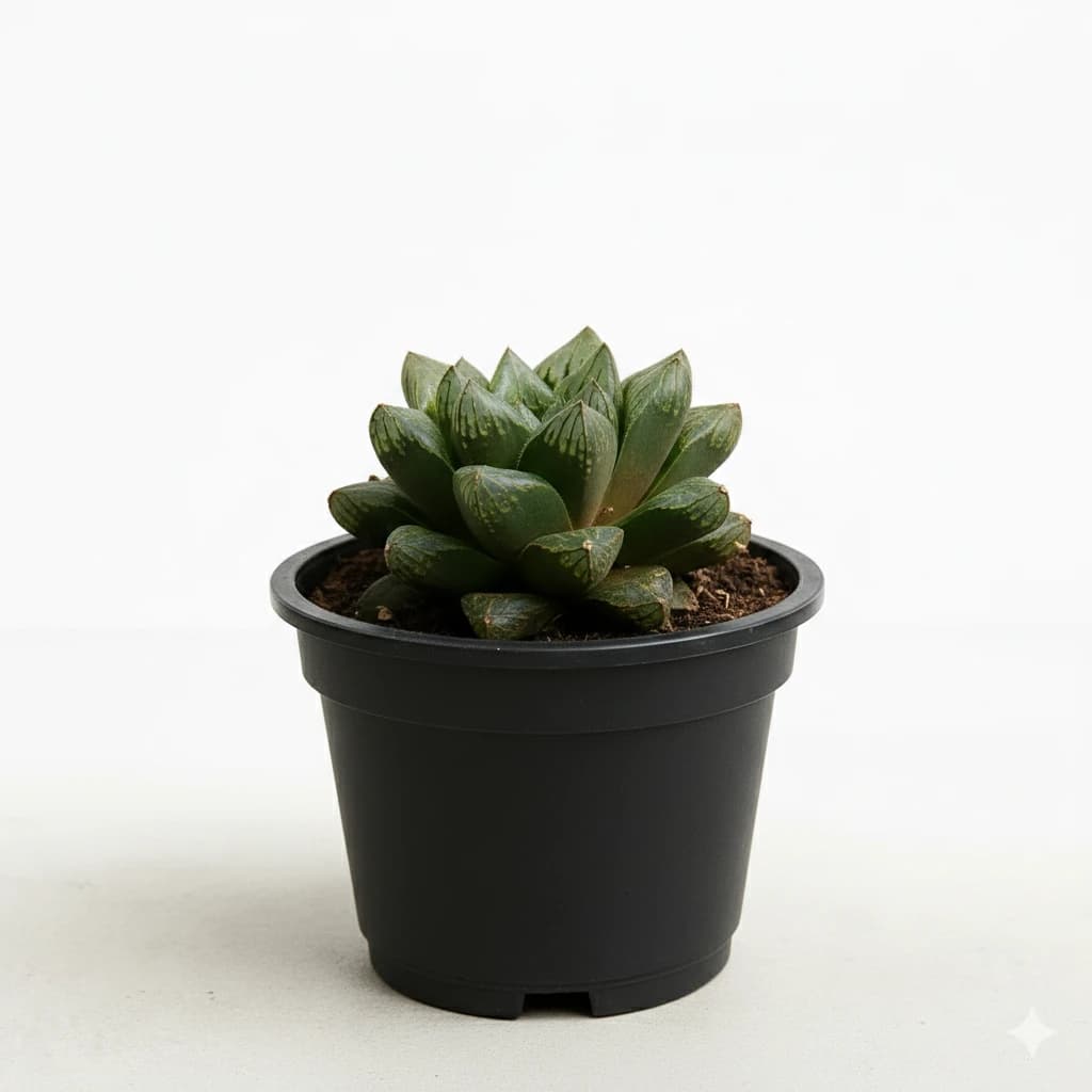 Haworthia Retusa