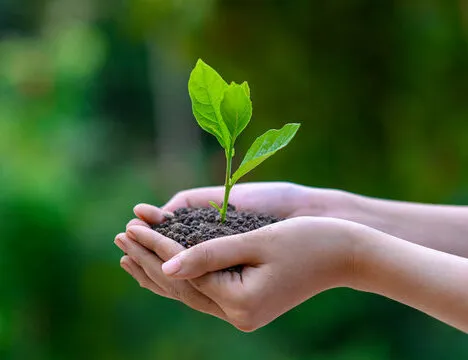 Why Chennai Greens