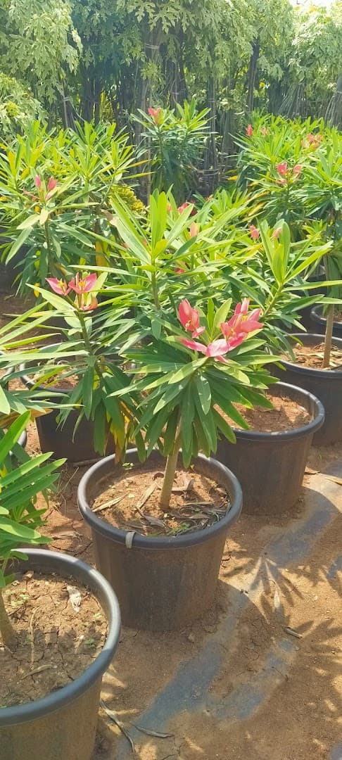 Nursery photo 11