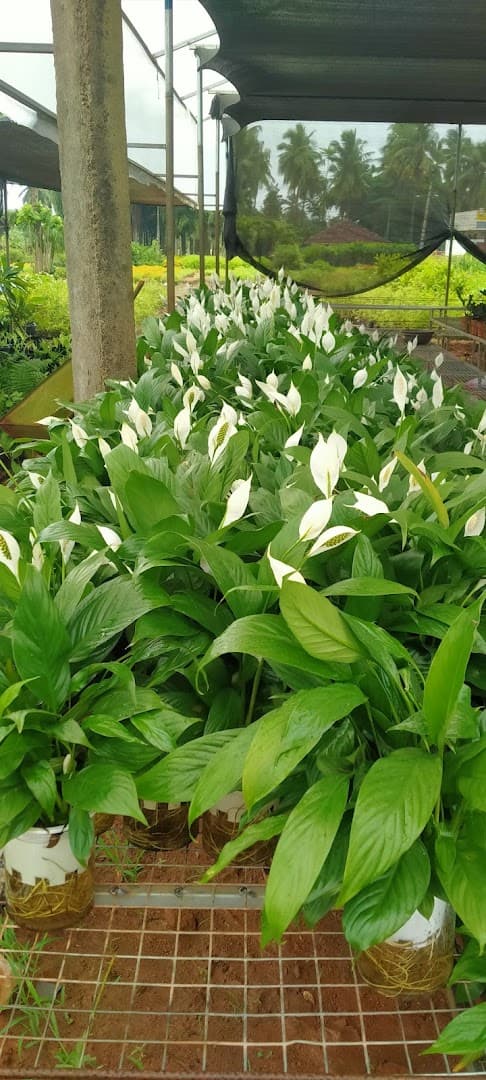 Nursery photo 17