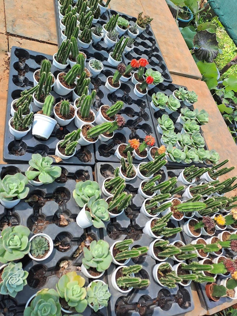 Nursery photo 18