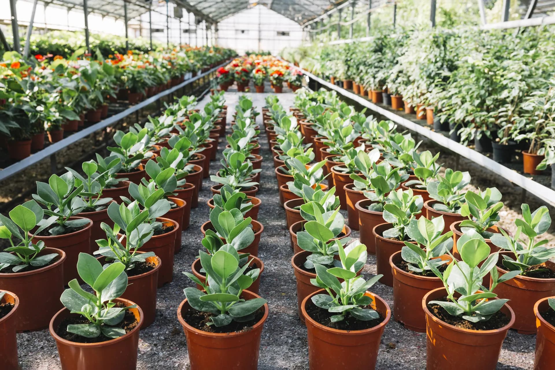 Premium Plants