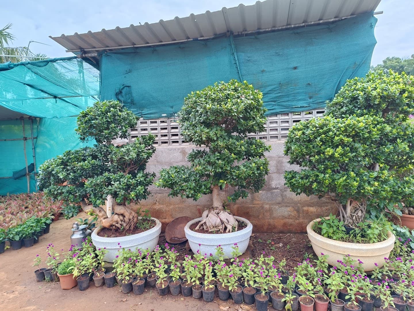 Nursery photo 4