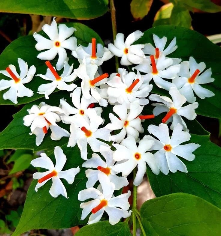 Adhku Malli