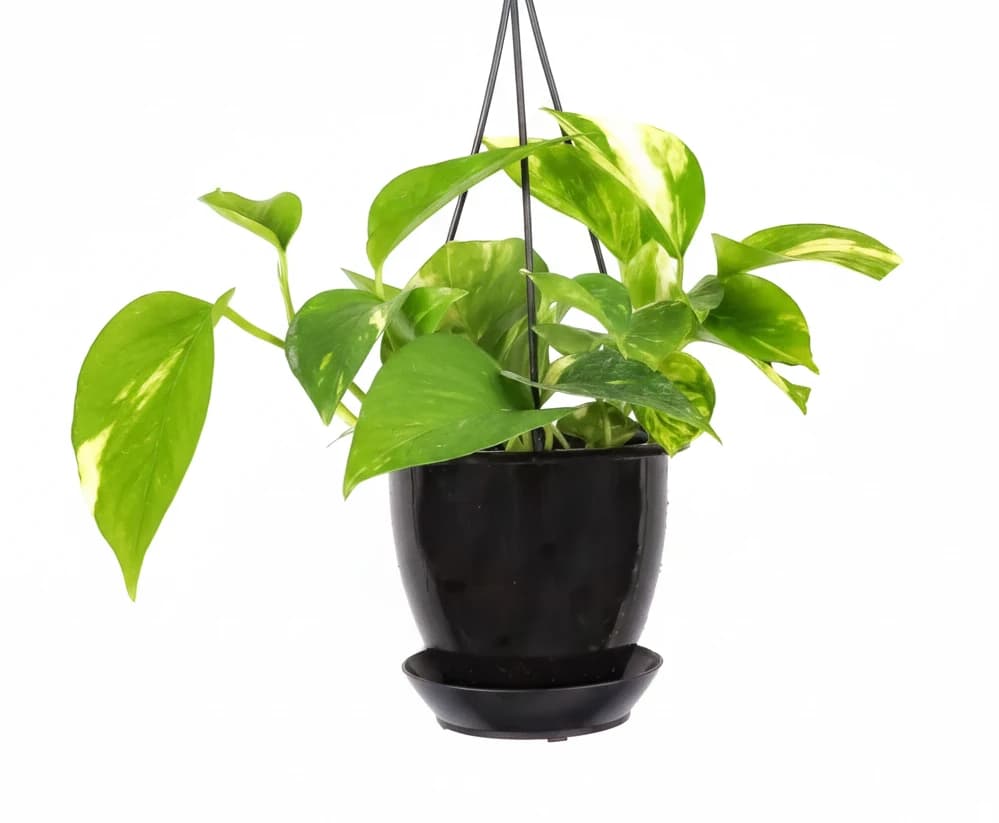 Golden Pothos