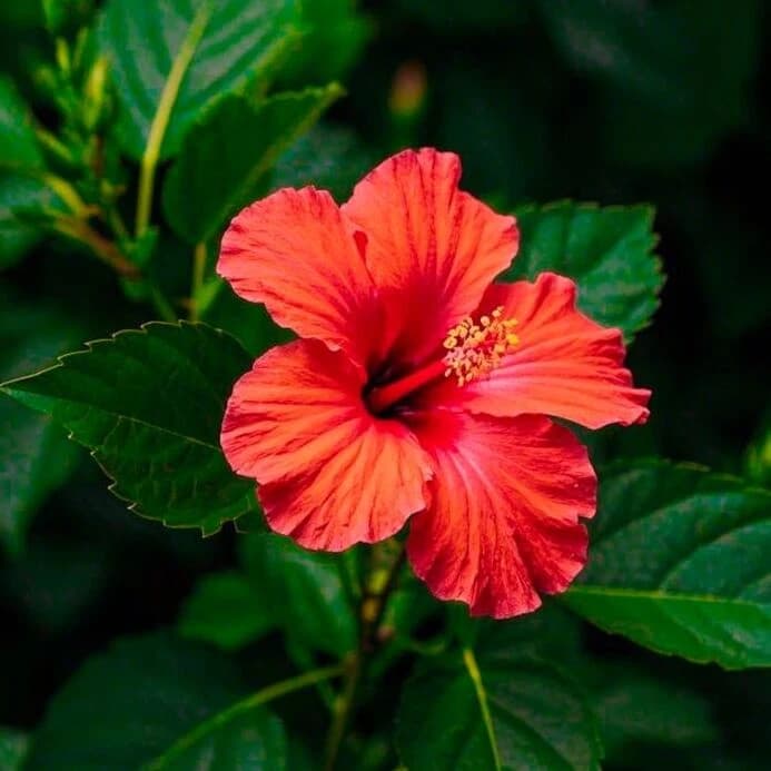 Hibiscus
