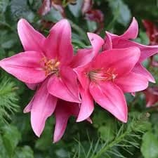 Indina Lilly