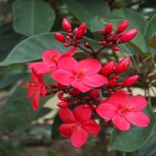 Jatropha