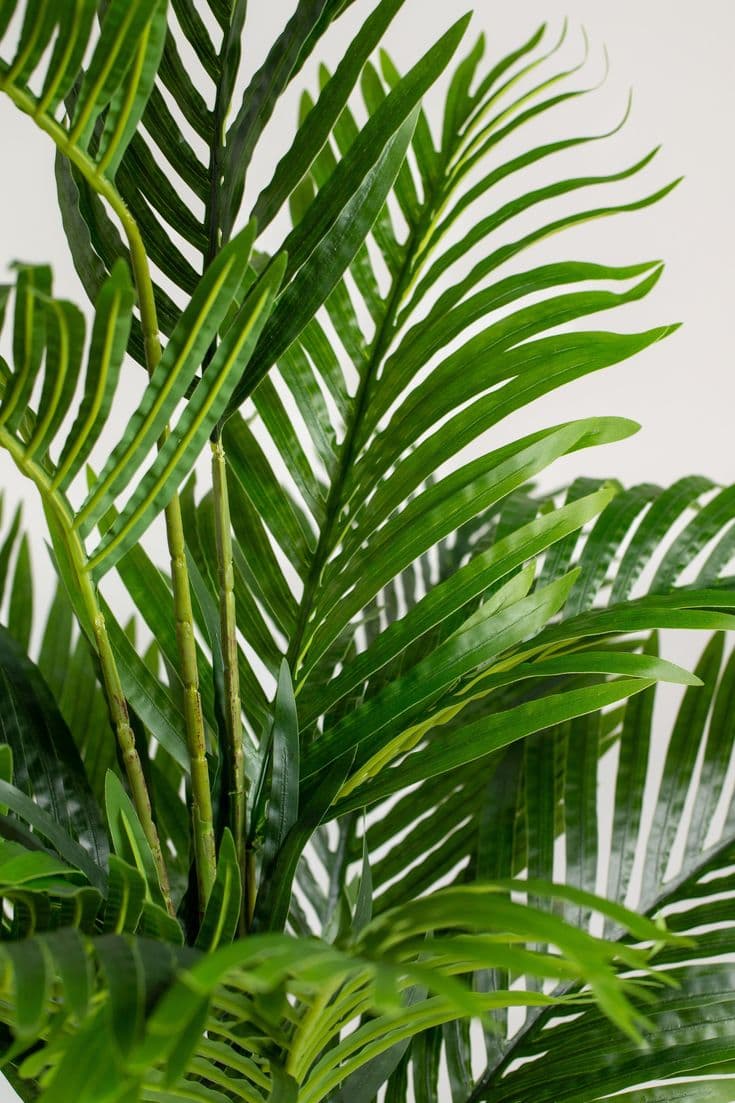 Areca palm