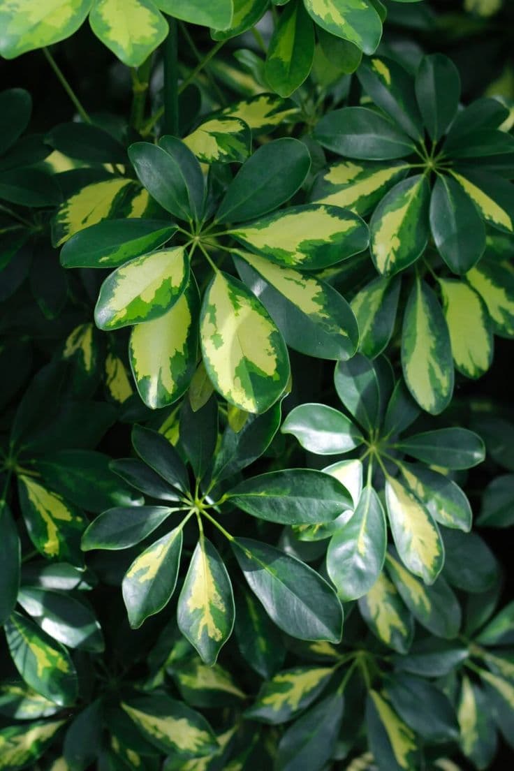 Schefflera
