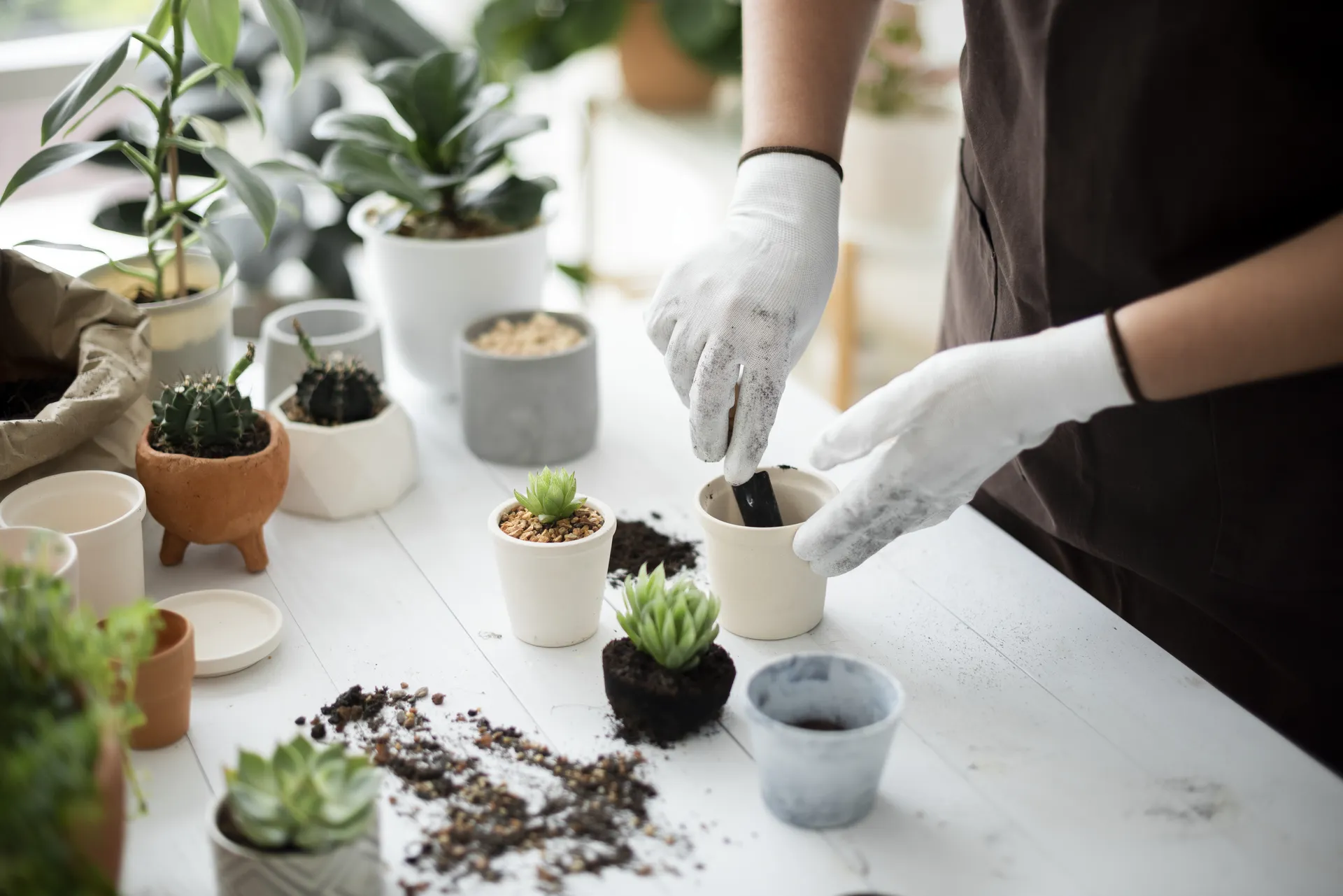 Nashville Nursery