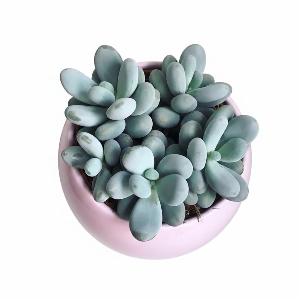 Moonstone
